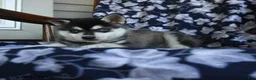 Alaskan Klee Kai dogs for sale: Mikie - Ad 3