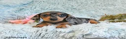 Miniature Dachshund dogs for sale: Buttons - Ad 1