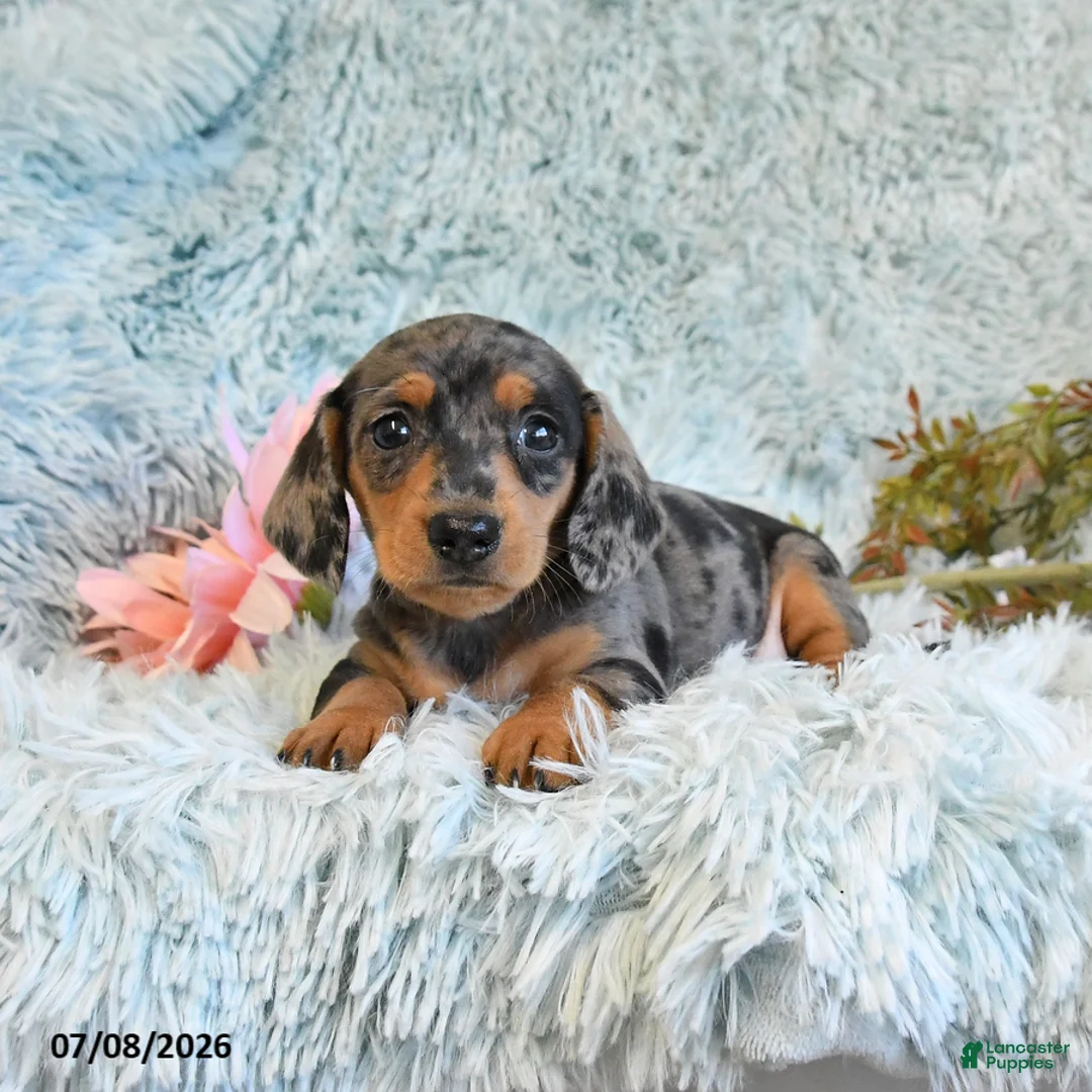 Miniature Dachshund dogs for sale: Buttons - Ad 1