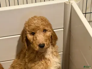 Goldendoodle dogs Goldendoodle Puppy 2 - Ad 24