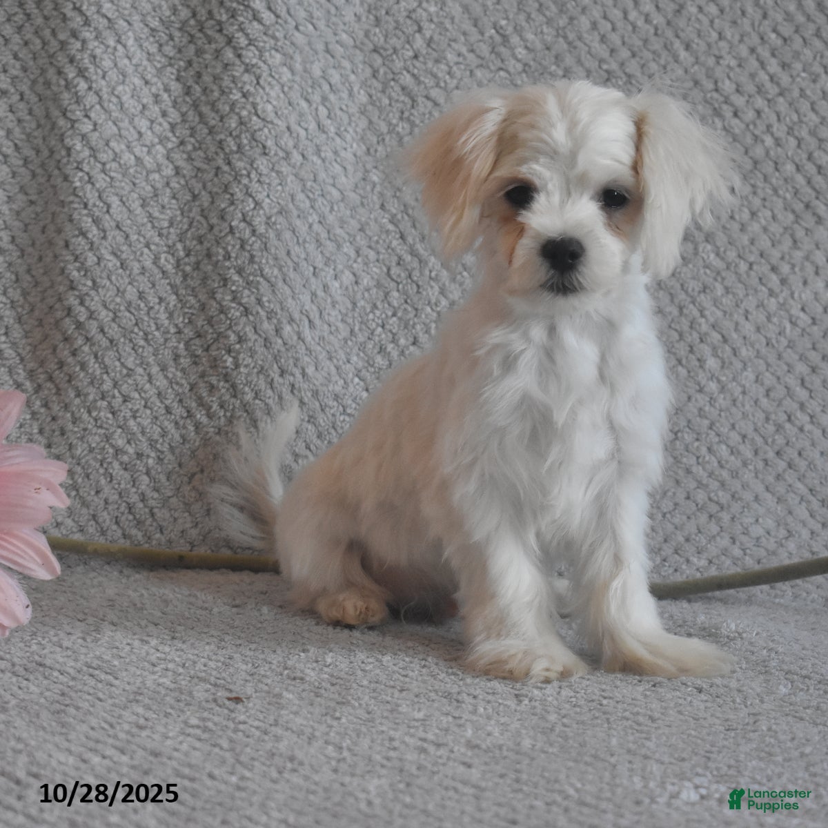 Maltese dogs Edward - Ad 40