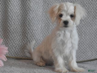 Maltese dogs Edward - Ad 26