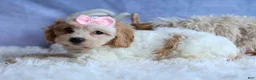Cavachon dogs for sale: RACHEL - Ad 7