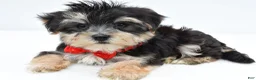 Morkie dogs for sale: Wilson - Ad 8