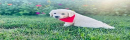 Golden Retriever dogs for sale: Miss Red - Ad 2