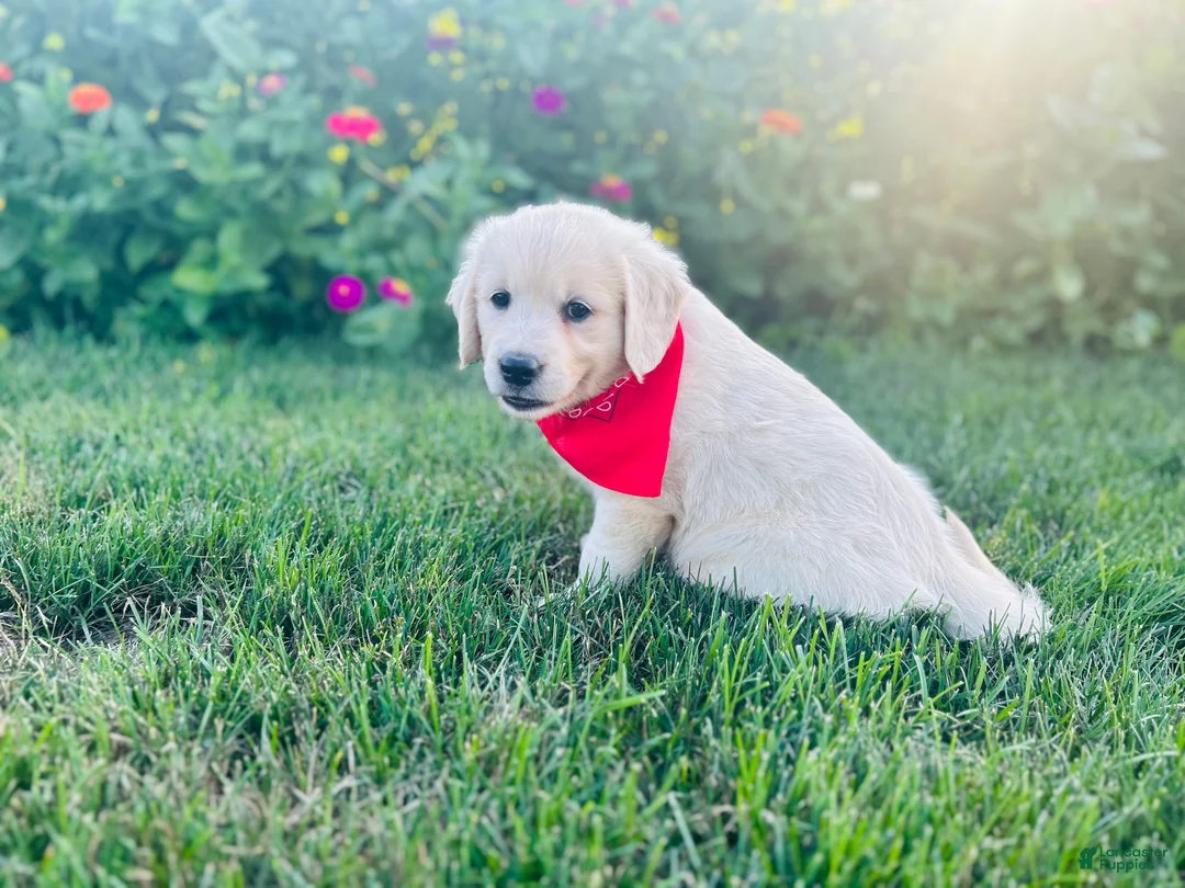 Golden Retriever dogs for sale: Miss Red - Ad 2