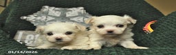 Maltese dogs for sale: Callie  - Ad 3