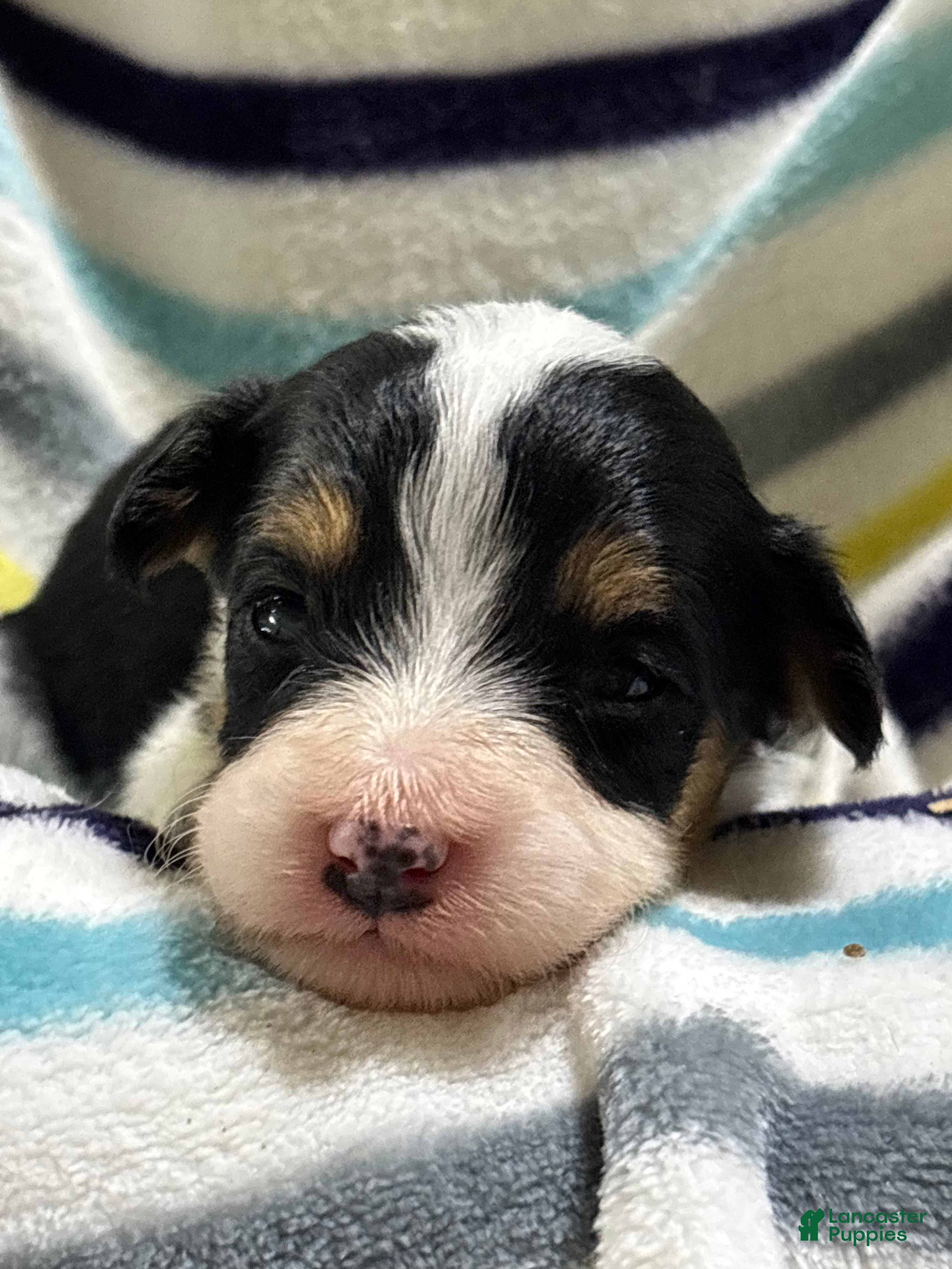 Mini Aussiedoodle dogs Taffy  - Ad 1