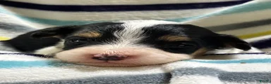 Taffy 