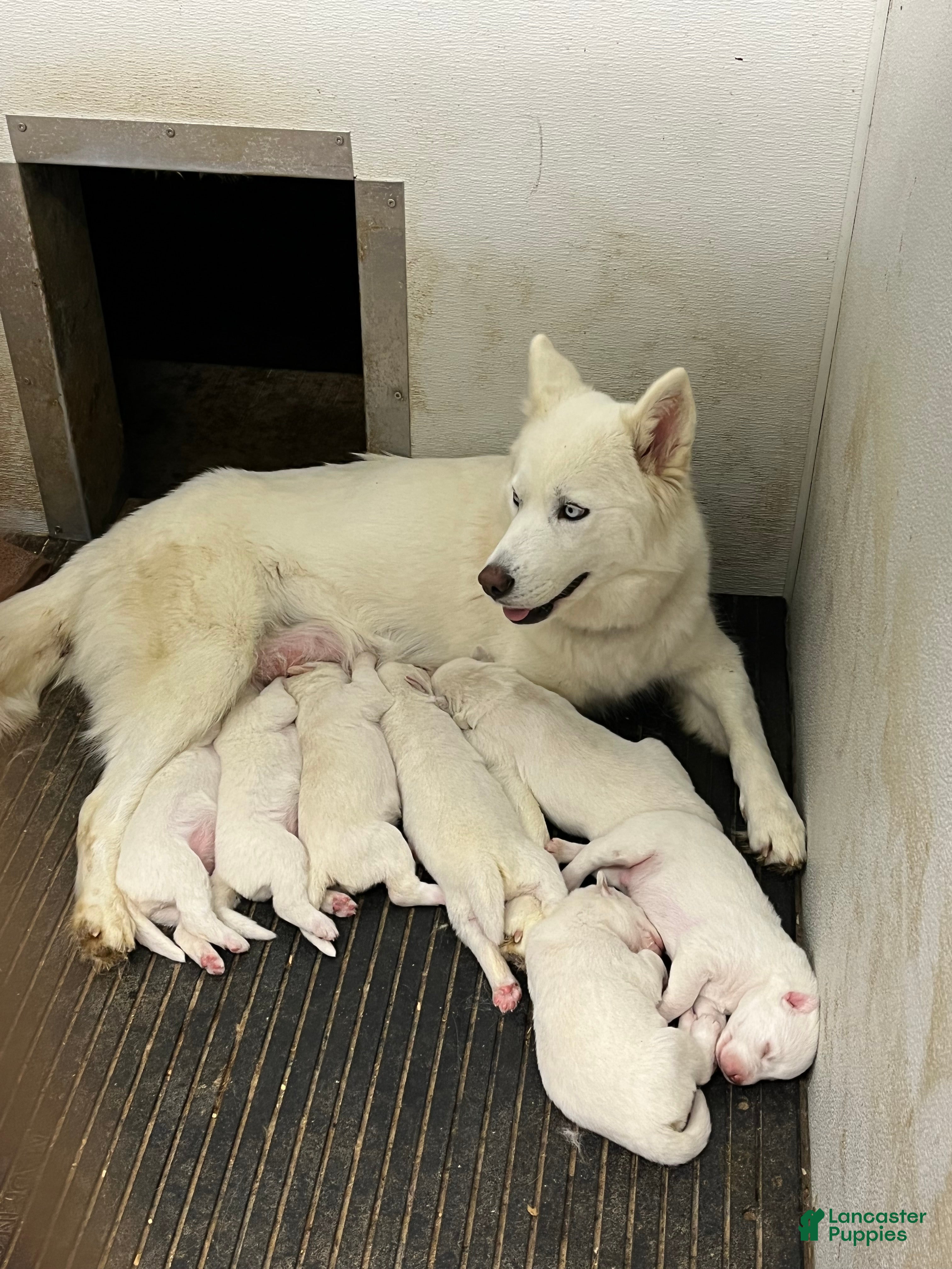 Laika