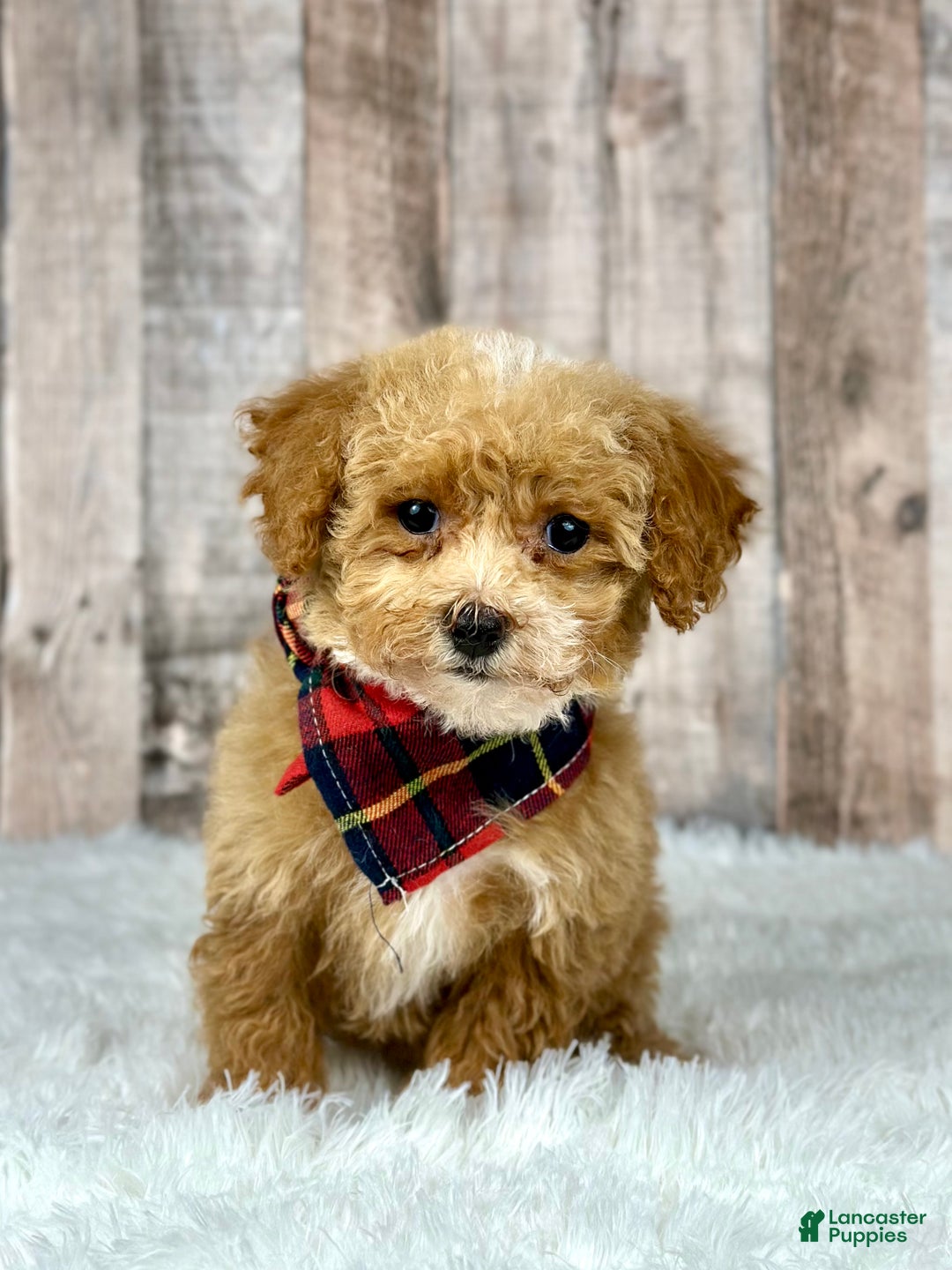 Bichpoo dogs for sale: Girl Josie - 8337 - Ad 1