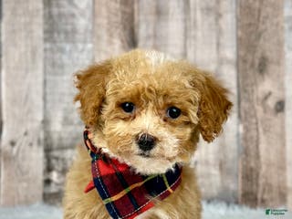 Bichpoo dogs Girl Ella - 8337 - Ad 17