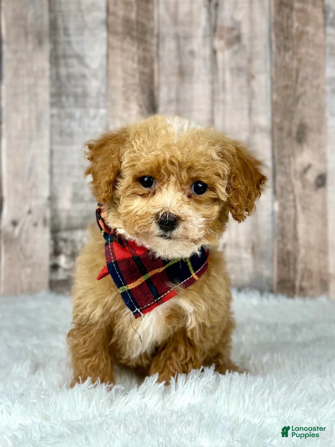 Bichpoo dogs for sale: Girl Ella - 8337 - Ad 4