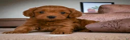 Cavapoo dogs for sale: Juli - Ad 3