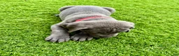 Mixed Breed dogs for sale: Mixed Breed Puppy 7 (red) - Ad 6