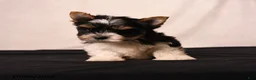 Biewer Terrier dogs for sale: Pixie - Ad 5