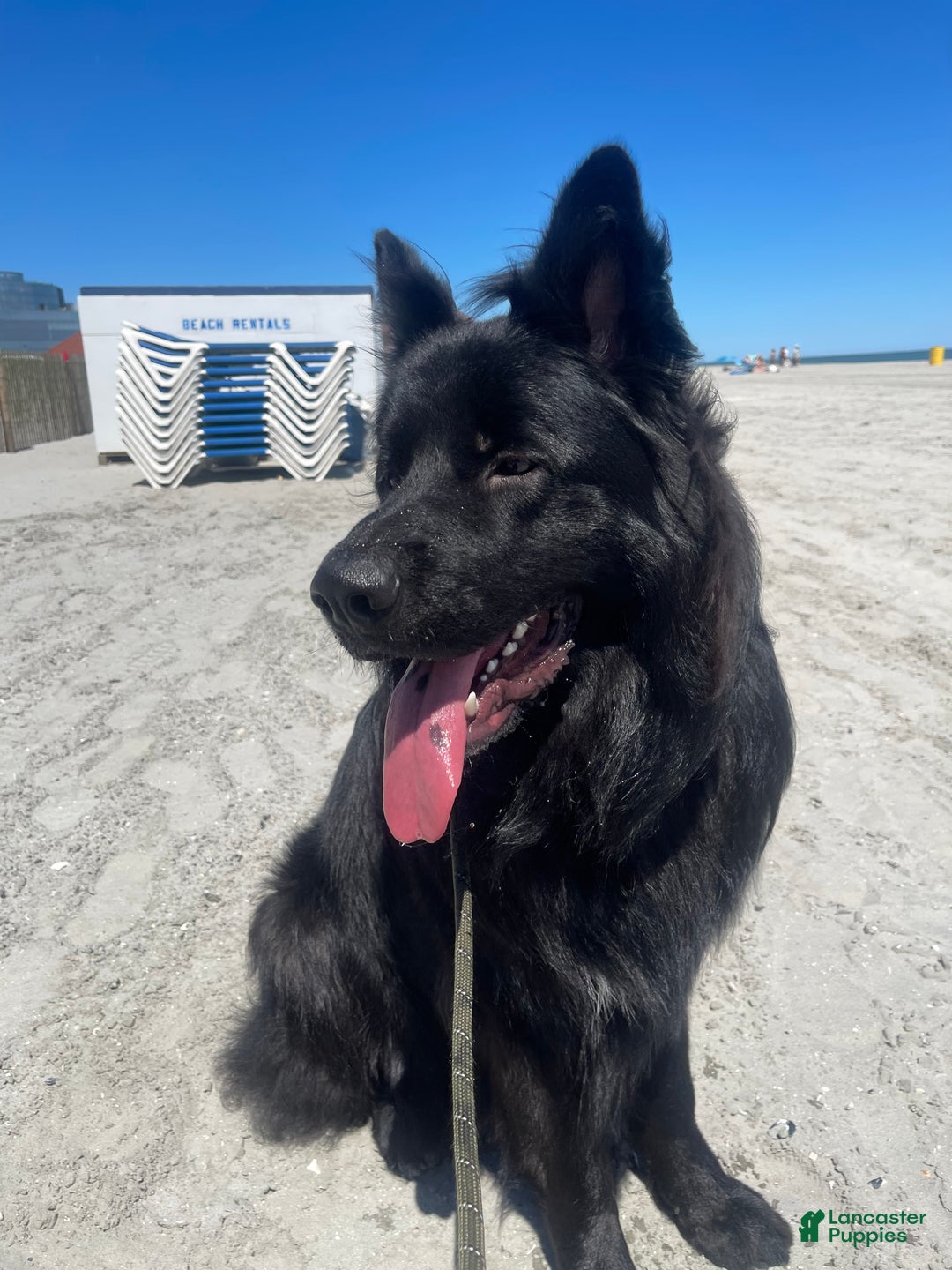 German Shepherd dogs for sale: Simba - Ad 7