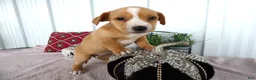 Chorkie dogs for sale: Chorkie 3 Apena - Ad 1