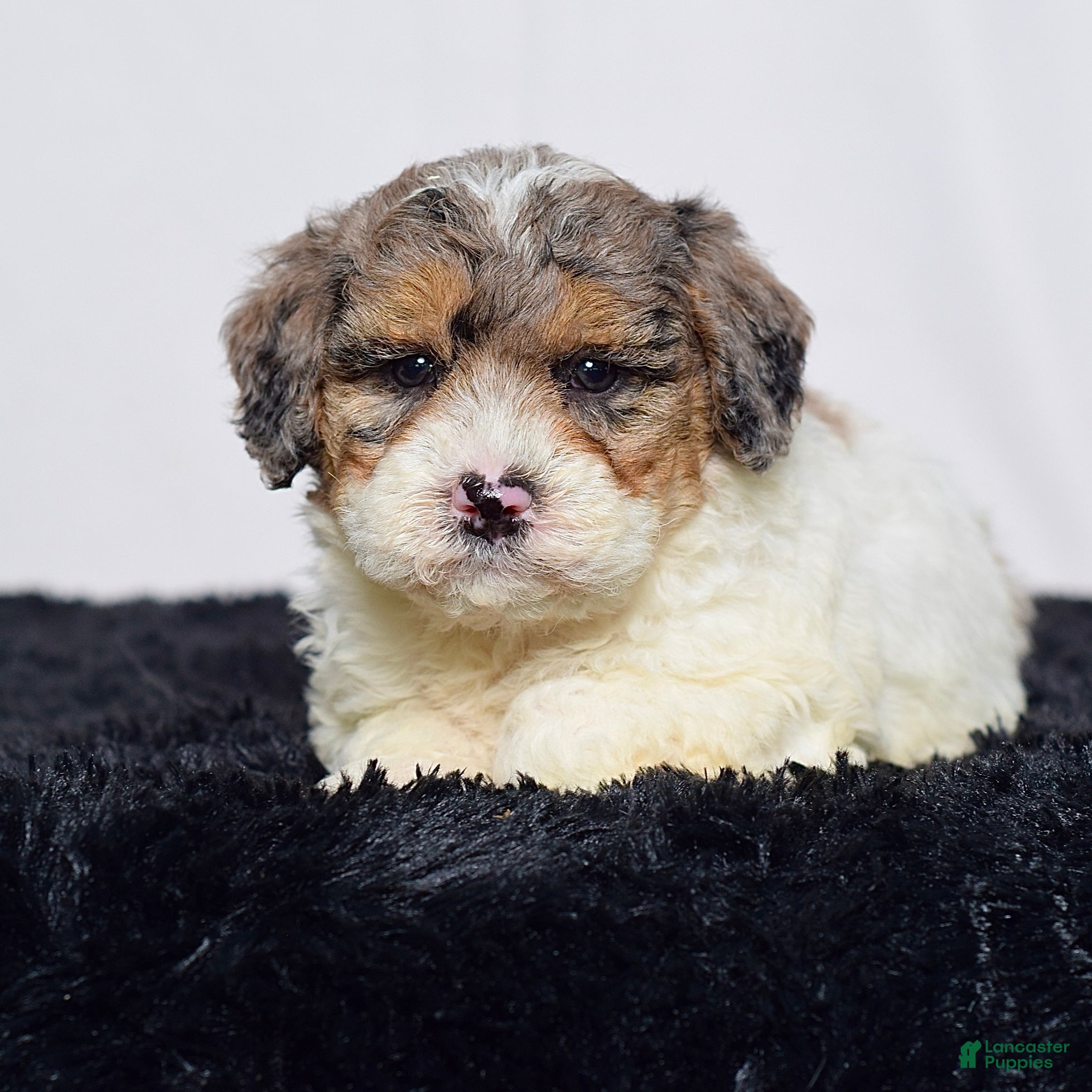 Mini Goldendoodle dogs for sale: Mr. Kirk - Ad 3