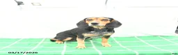 Mixed Breed dogs for sale: Trixie - Ad 6
