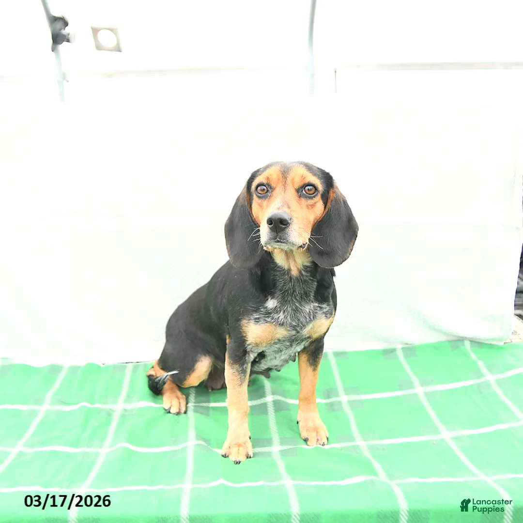 Mixed Breed dogs for sale: Trixie - Ad 6