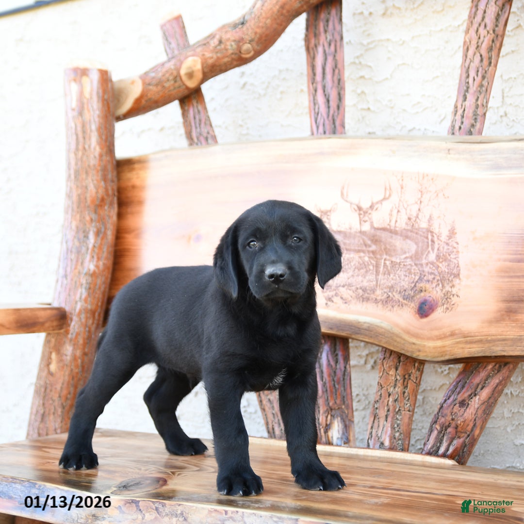 Labrador Retriever dogs for sale: Zane - Ad 5