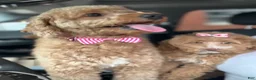 Mini Goldendoodle dogs for sale: Toy poodle  - Ad 14