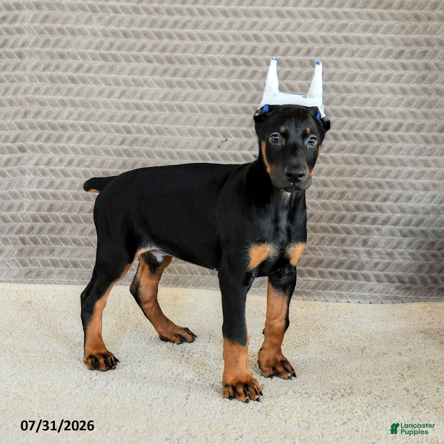 Doberman Pinscher dogs Caesar - Ad 1