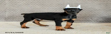 Caesar
