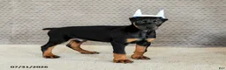 Doberman Pinscher dogs for sale: Caesar - Ad 1