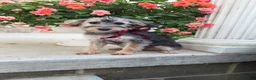 Yorkiepoo dogs for sale: Benny - Ad 2