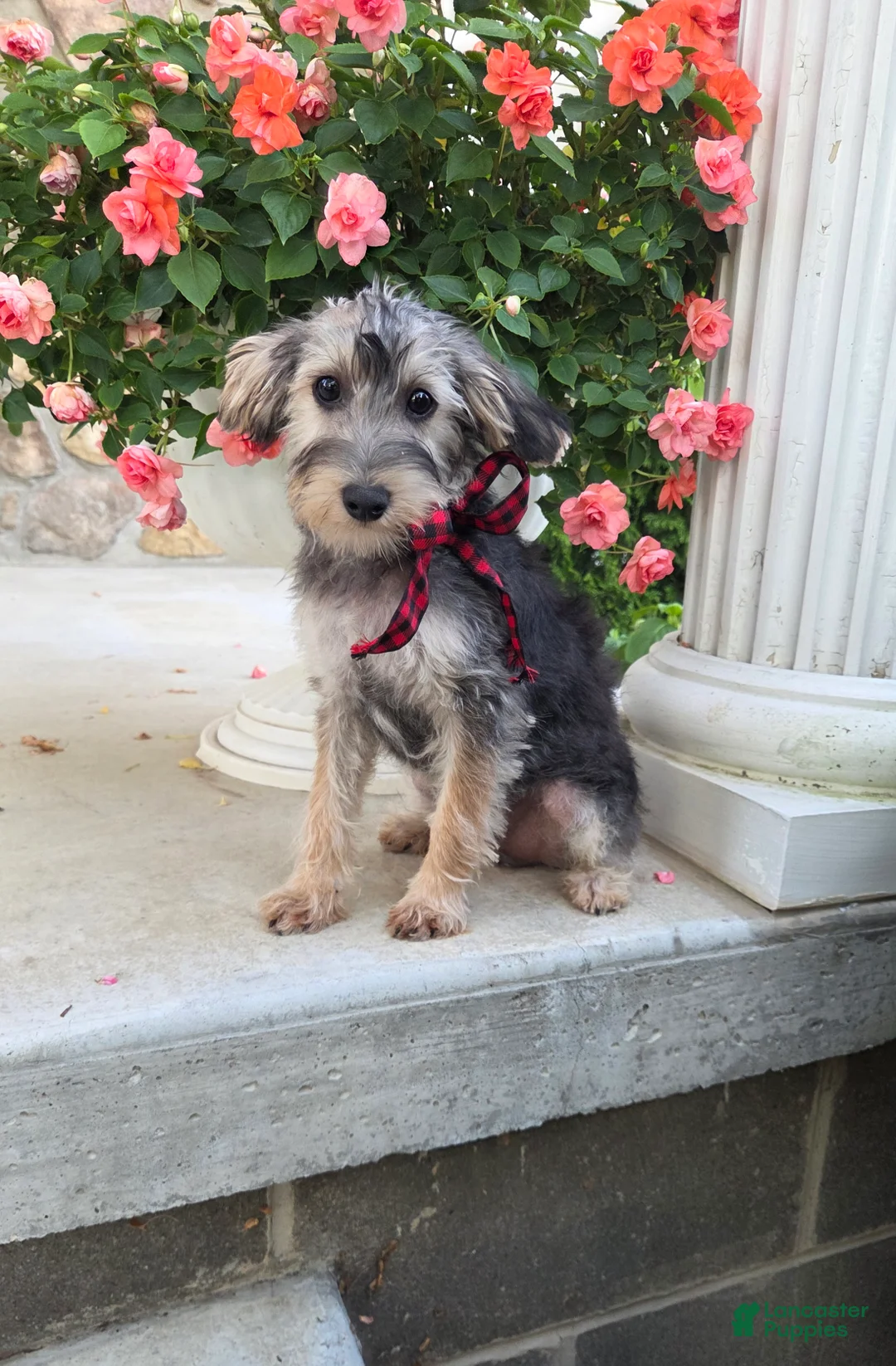 Yorkiepoo dogs for sale: Benny - Ad 2