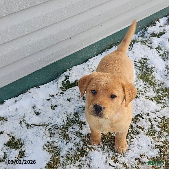 Labrador Retriever dogs Sandy - Ad 1