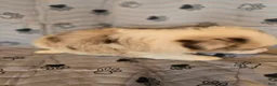 Miniature Australian Shepherd dogs for sale: Miniature Australian Shepherd Puppy 3 - Ad 8