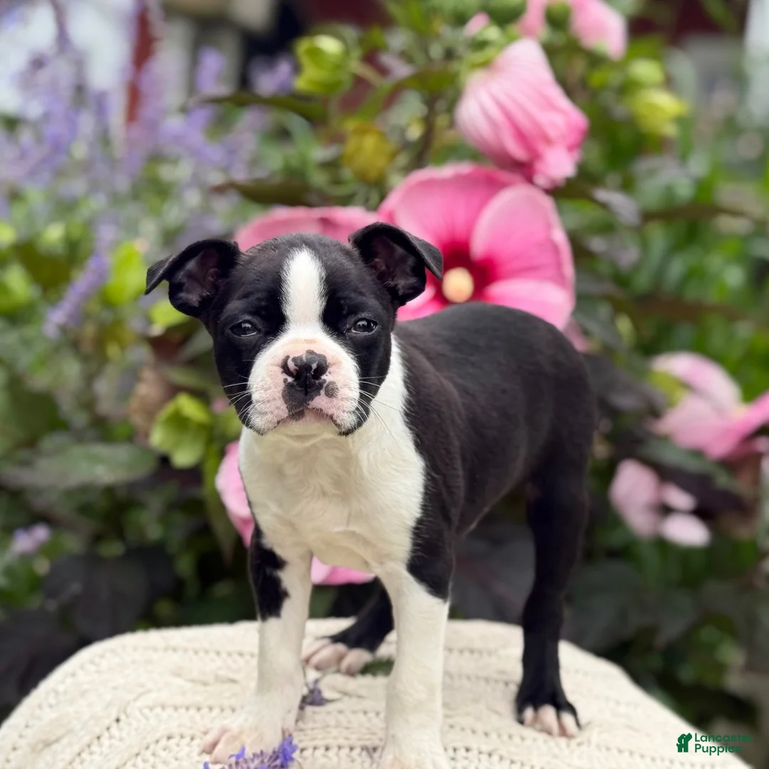 Boston Terrier dogs for sale: Sydney - Ad 4