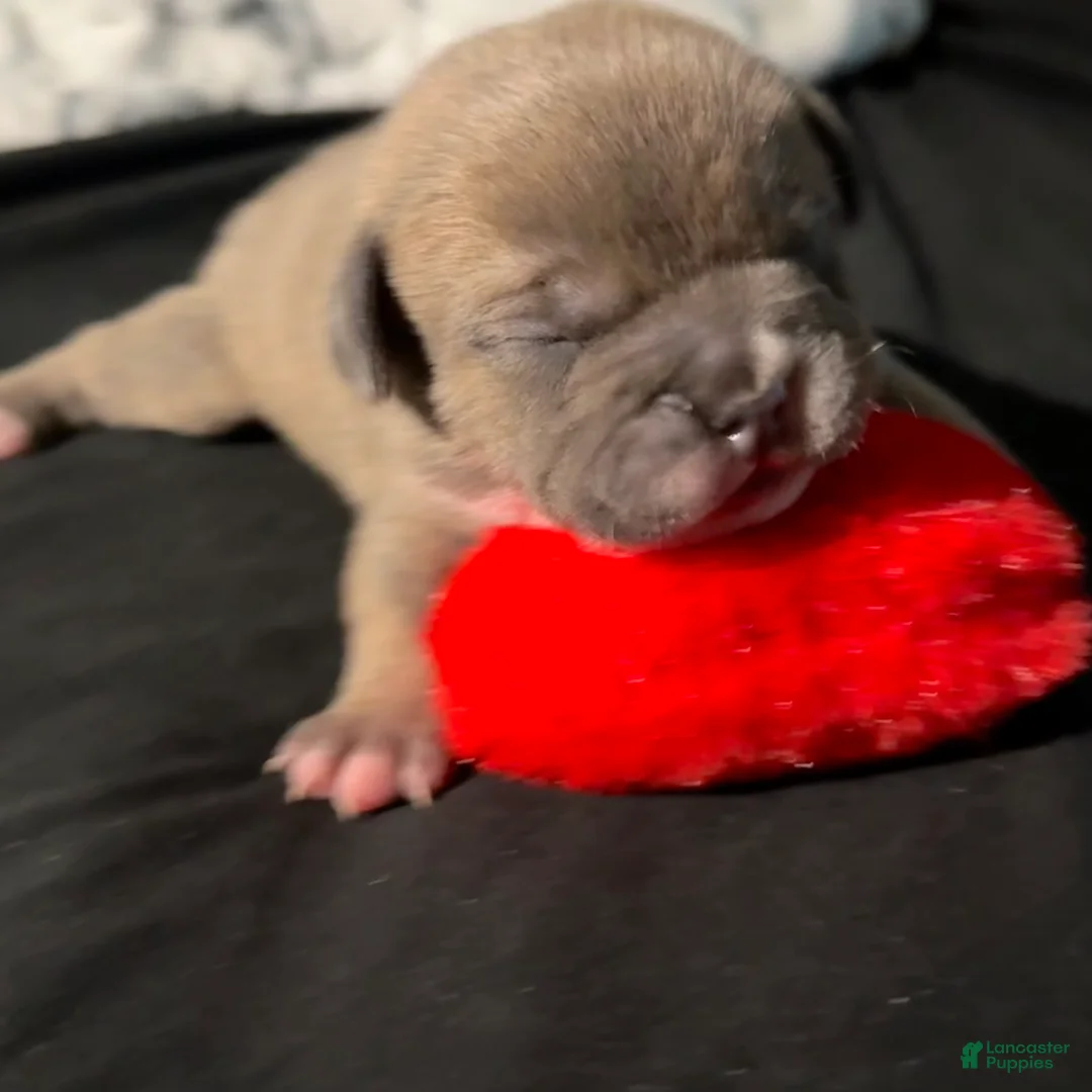 American Bully dogs for sale: American Bully Puppy 3 - Ad 1