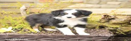 Miniature Australian Shepherd dogs for sale: Song - Ad 3