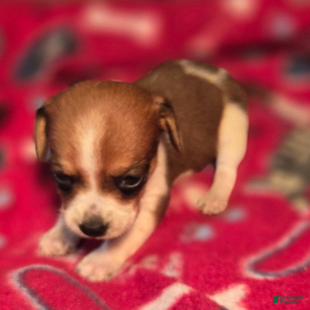 Beagle dogs for sale: Luke Queen Elizabeth Pocket Beagle - Ad 2