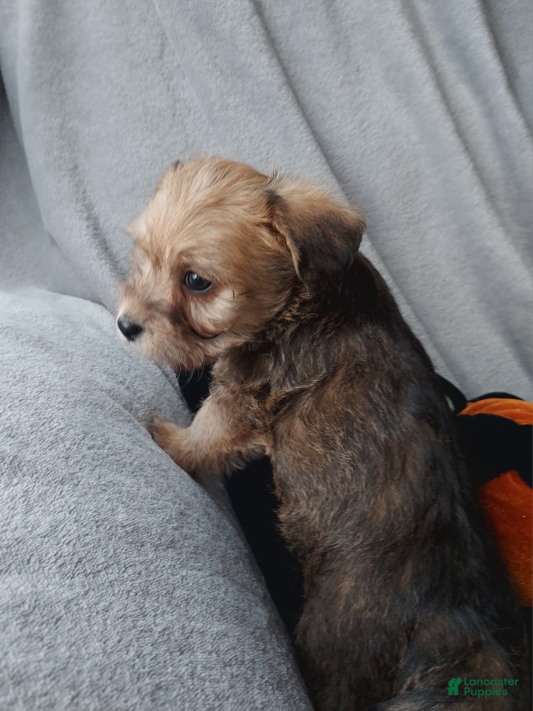 Jackapoo dogs for sale: Diesel - Ad 5