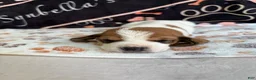 Basset Hound dogs for sale: Basset Hound 6 - Ad 4