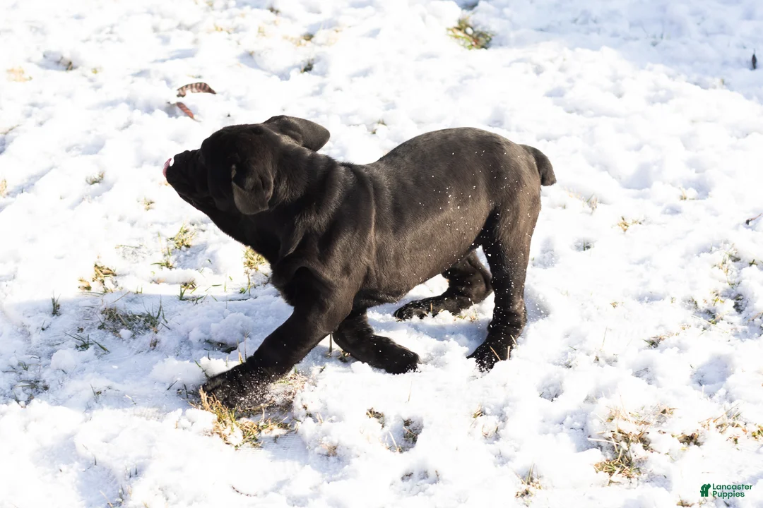 Cane Corso dogs for sale: Millie - Ad 4