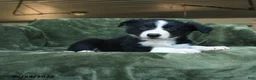 Border Collie dogs for sale: Aainsley - Ad 2
