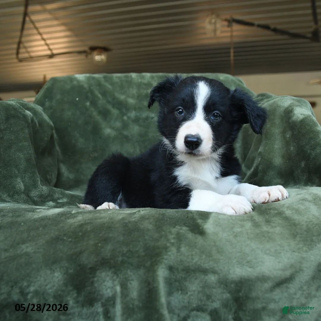Border Collie dogs for sale: Aainsley - Ad 2