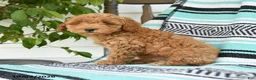 Miniature Poodle dogs for sale: Theodore - Ad 4