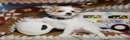 Chihuahua dogs for sale:  Rachelle (semi-long coat) - Ad 2