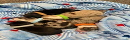 Miniature Australian Shepherd dogs for sale: Black  - Ad 7