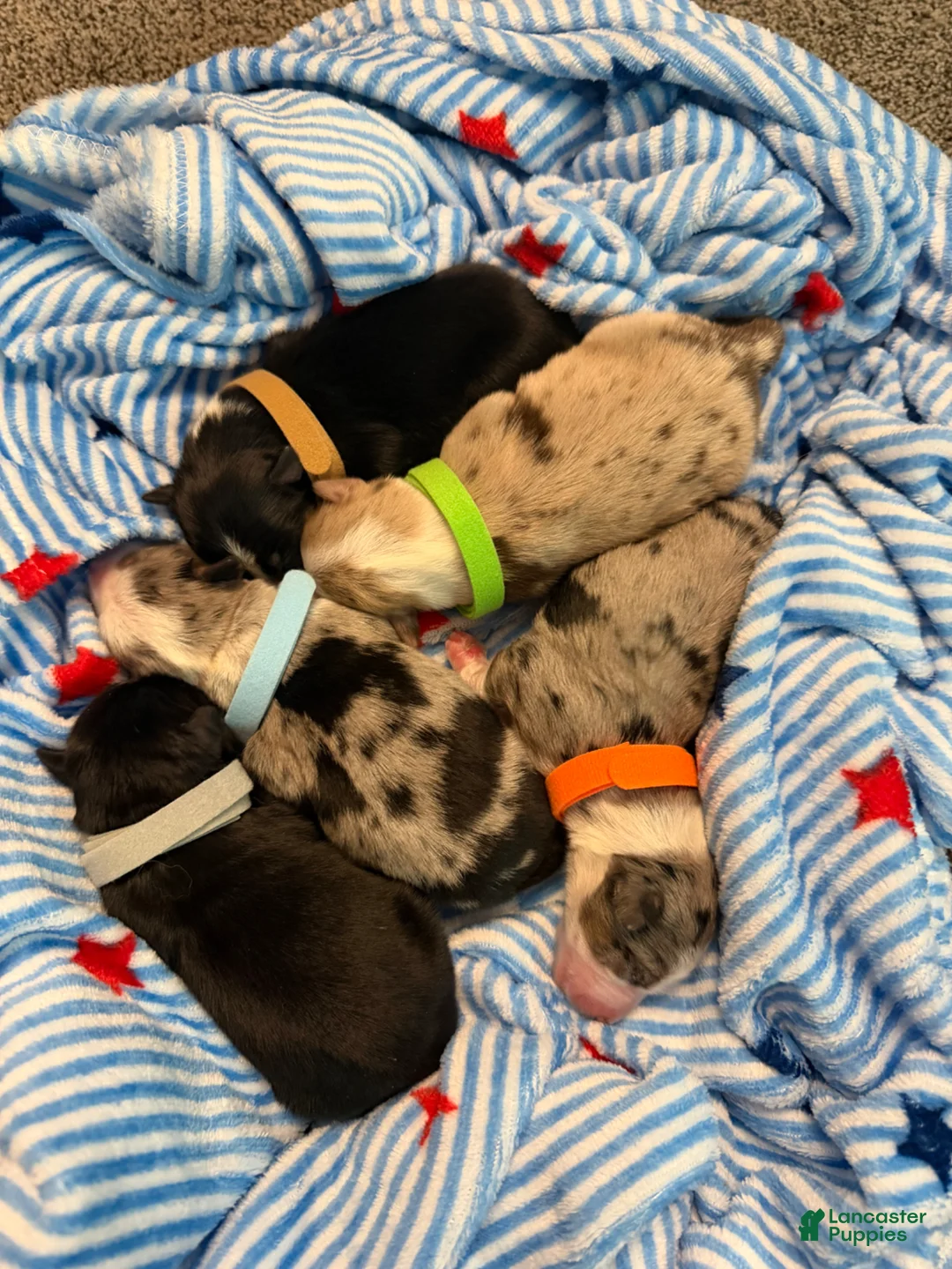 Miniature Australian Shepherd dogs for sale: Black  - Ad 7