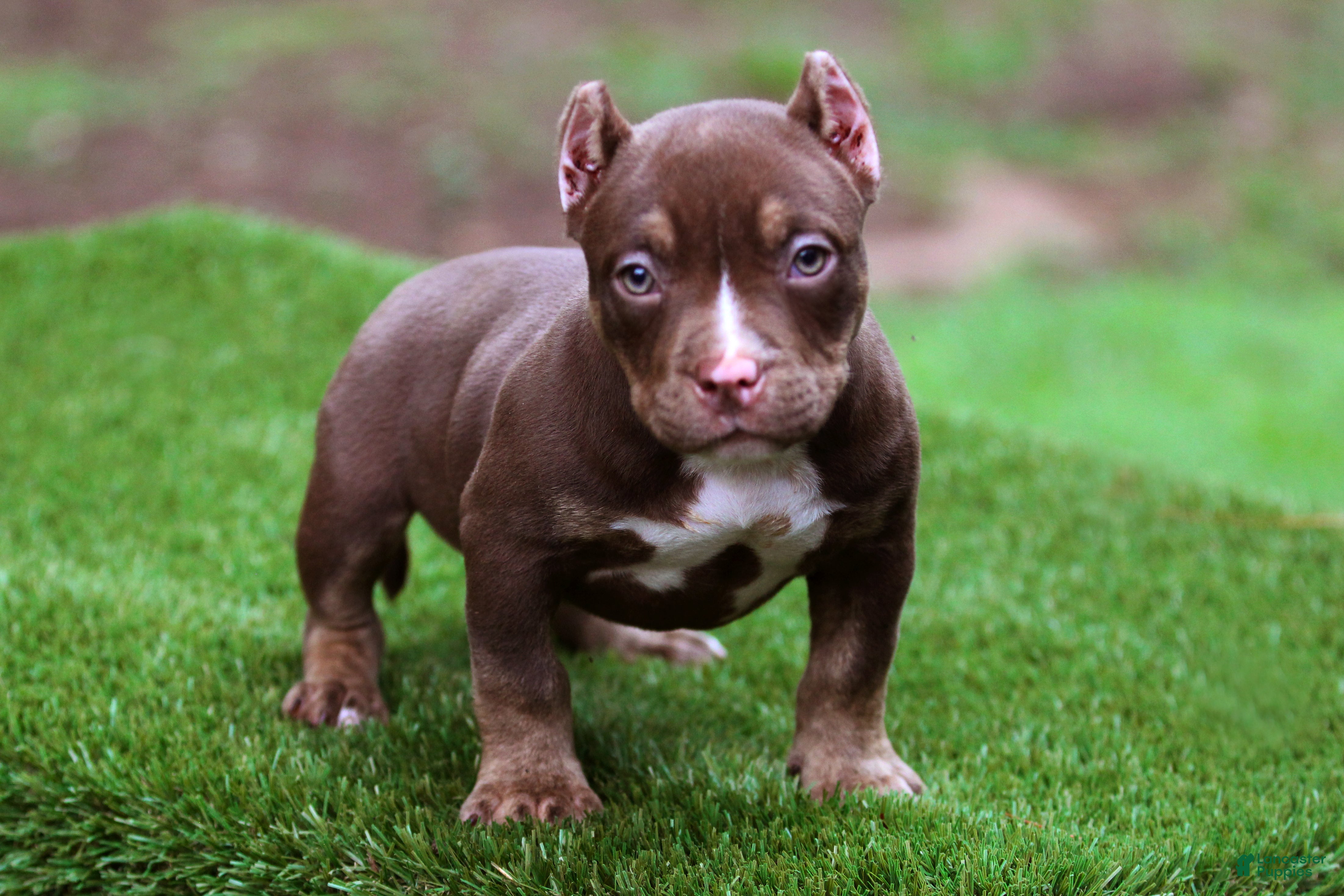 American Bully dogs Chocolate Trindle Female - Ad 1