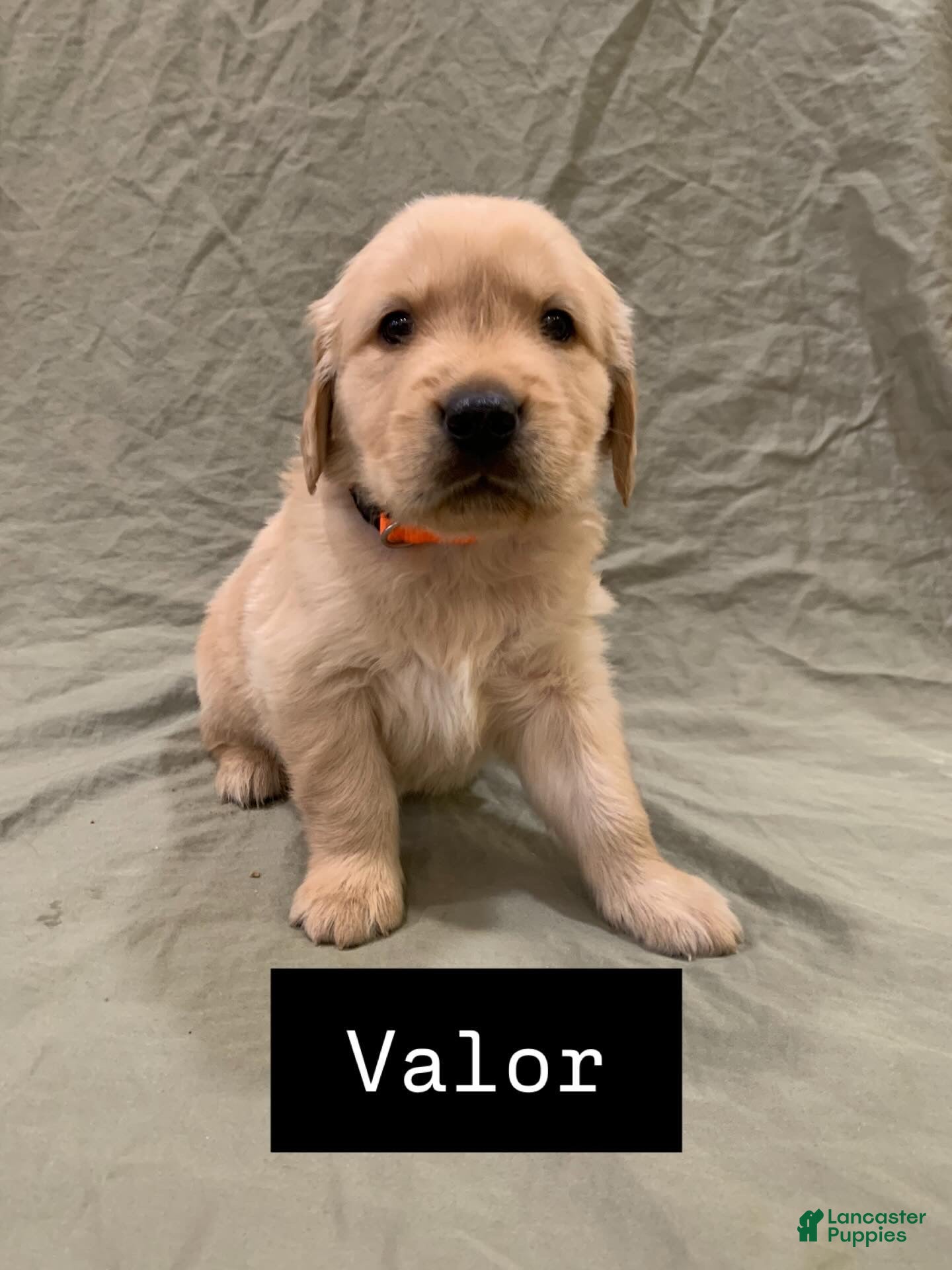 Golden Retriever dogs Valor - Ad 2