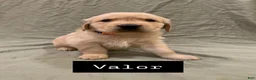 Golden Retriever dogs for sale: Valor - Ad 2